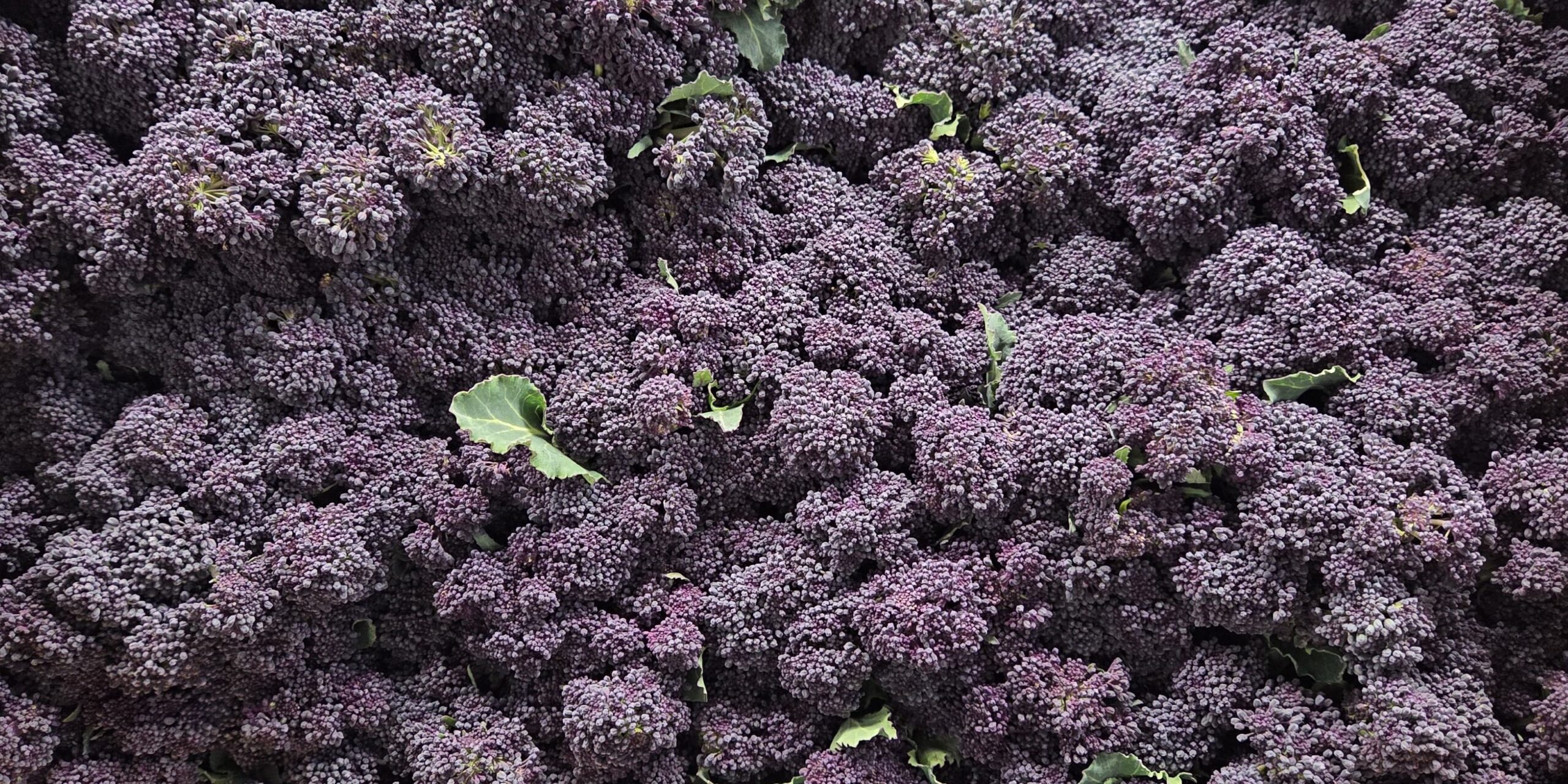 IMG-20250326-WA0052(1)