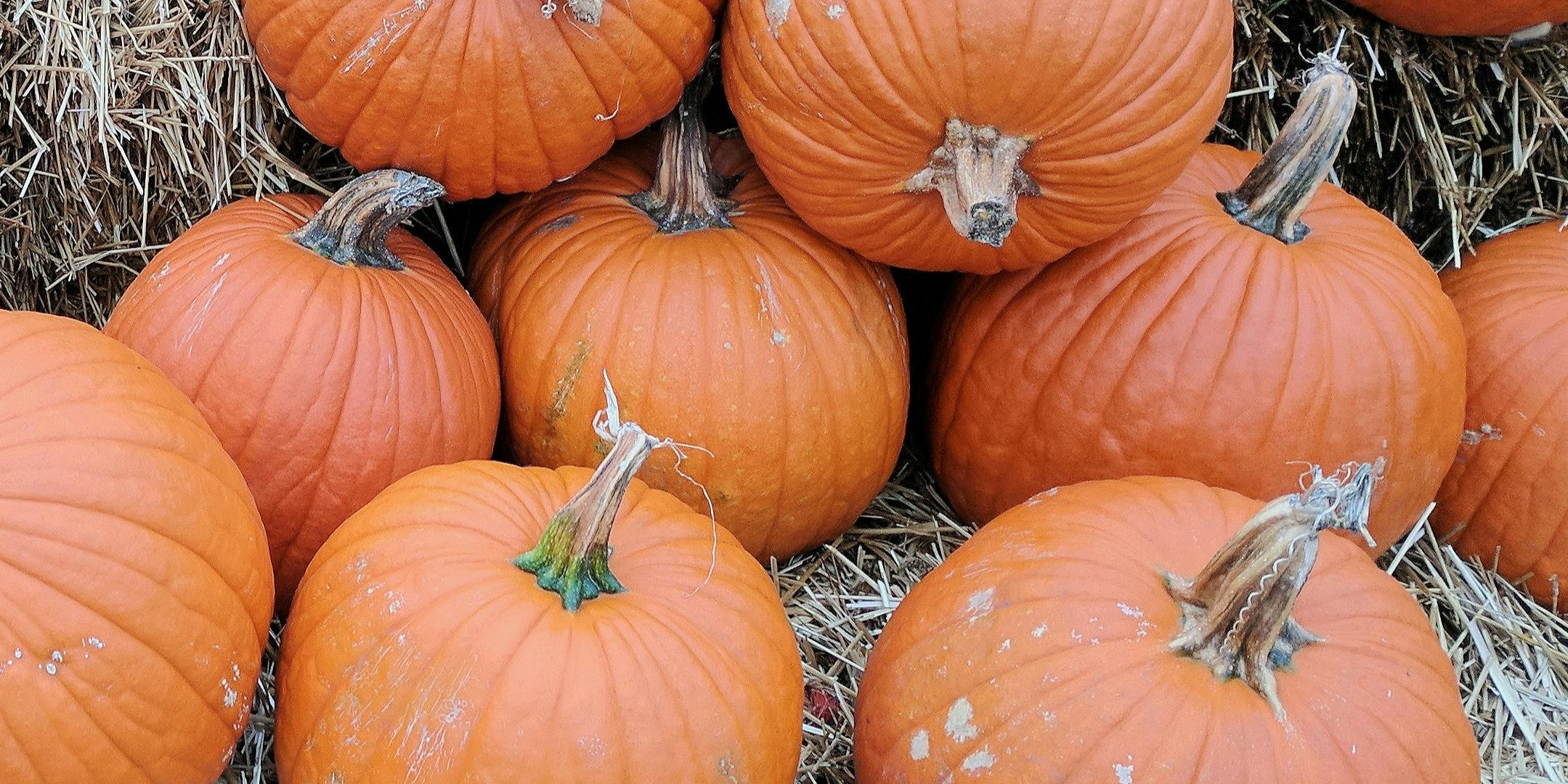 pexels-chiccoder-917254