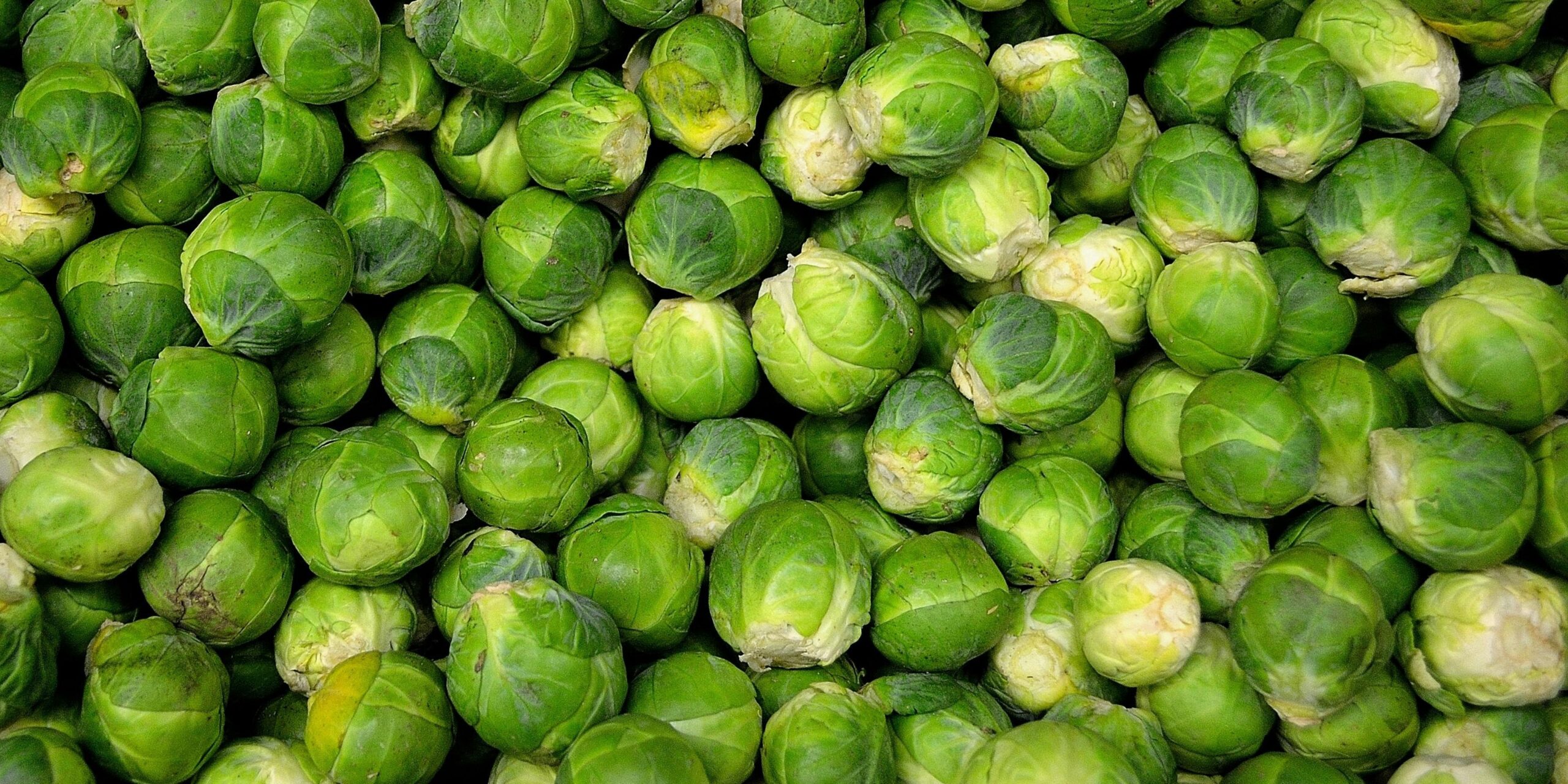 pexels-public-domain-pictures-41171