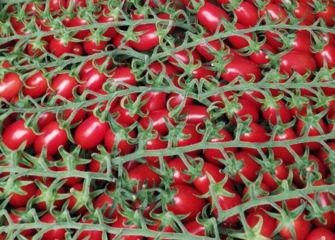 Introducing Italian Fresh – Bringing the Best of Italy to Fresh Union