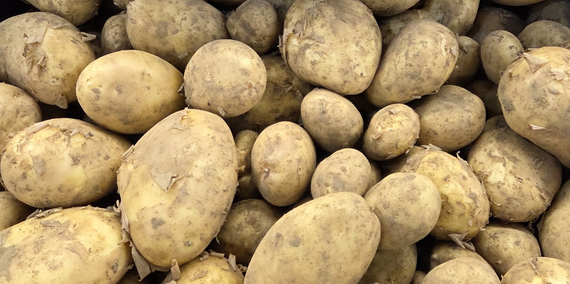 Jersey Ware Potaotes 1