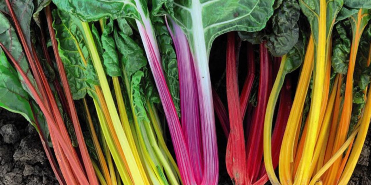 Swiss Chard