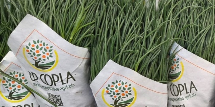 italian monk Fresh Union 2(1)