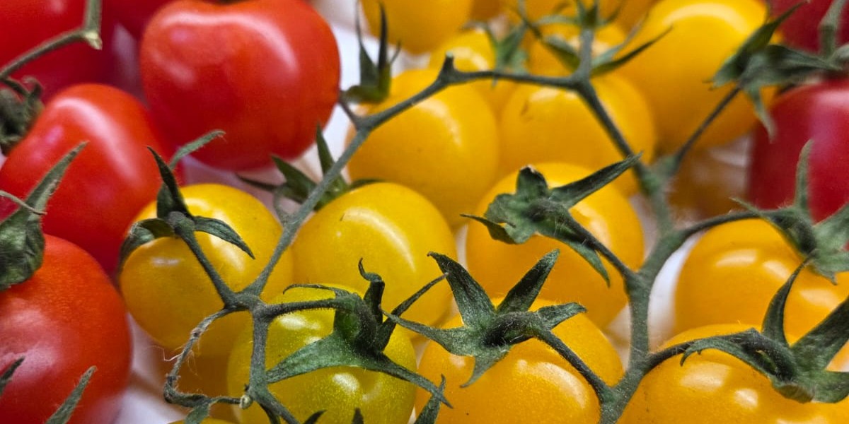 mixed cherry tomatoes vine FU 2